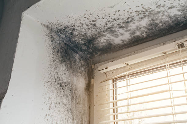 Affordable Mold Remediation solutions in Severance, CO